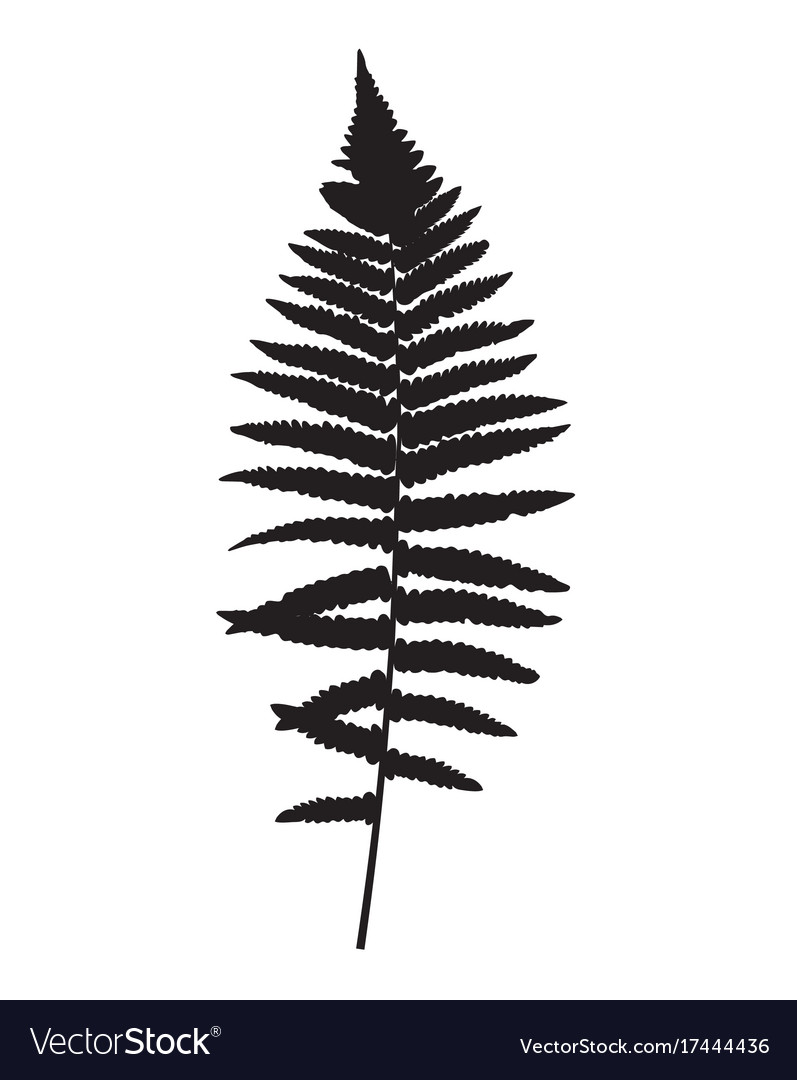 797x1080 Huge Collection Of 'fern Leaf Silhouette' Download More Than