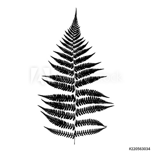 500x500 Black Isolated Fern Leaf Vector Illustration