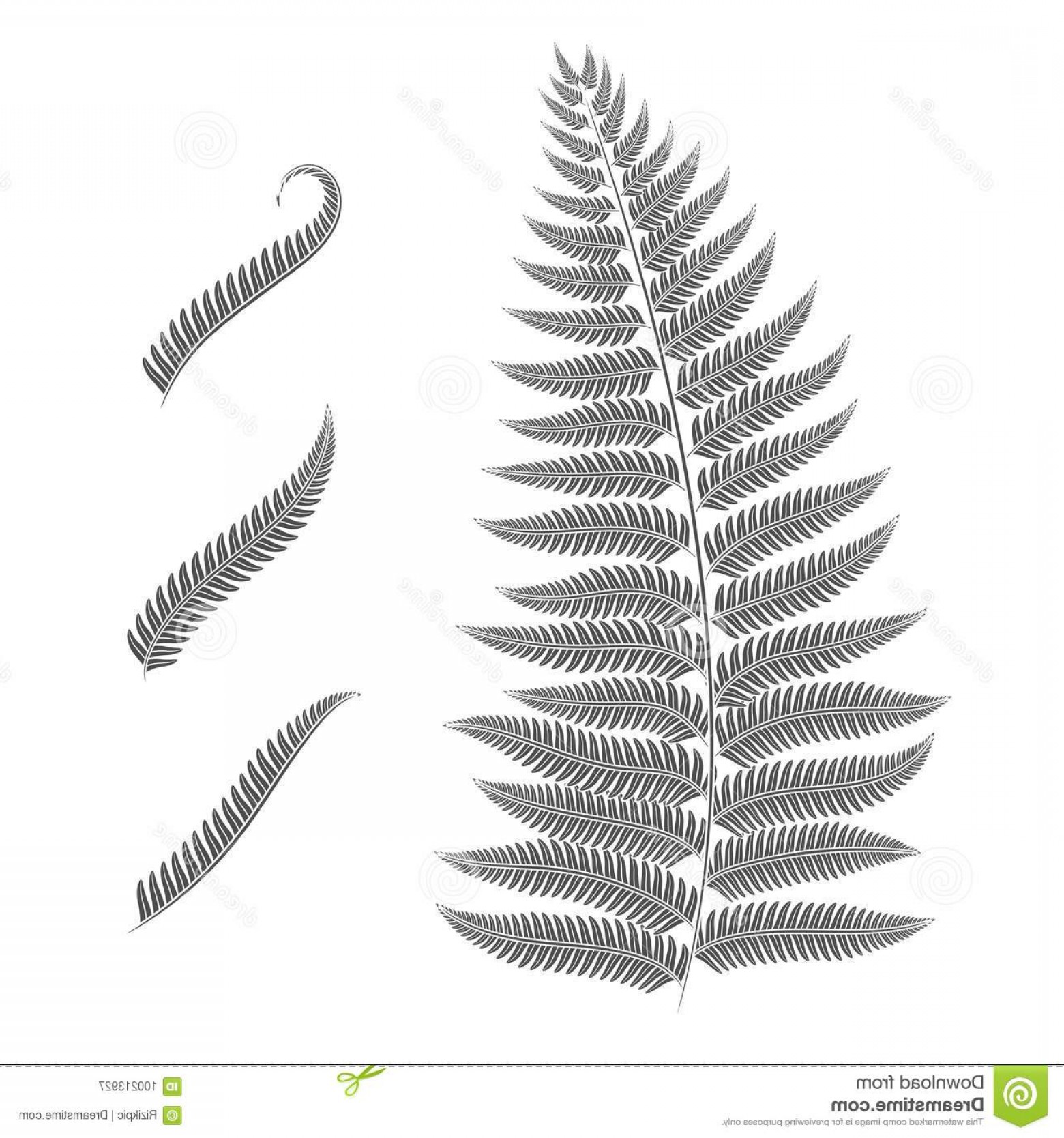1560x1668 Where Can I Find A Fern Leaf Vector Wallkeeper