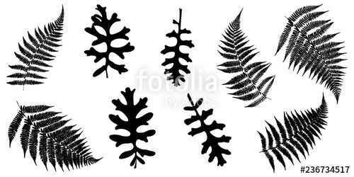 500x250 Collection Silhouettes Of Fern Leaves And Jacobaea Maritima