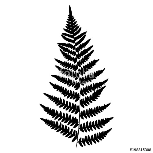 500x500 Fern, Vector Illustration Black Silhouette Of A Fern Leaf