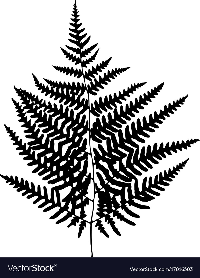 778x1080 Fern Leaf Silhouette