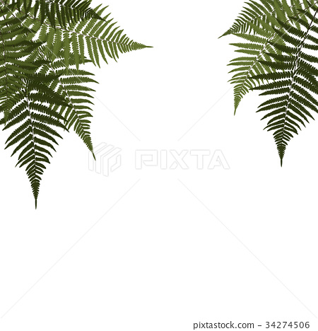 450x468 Fern Leaf Vector Background Illustration
