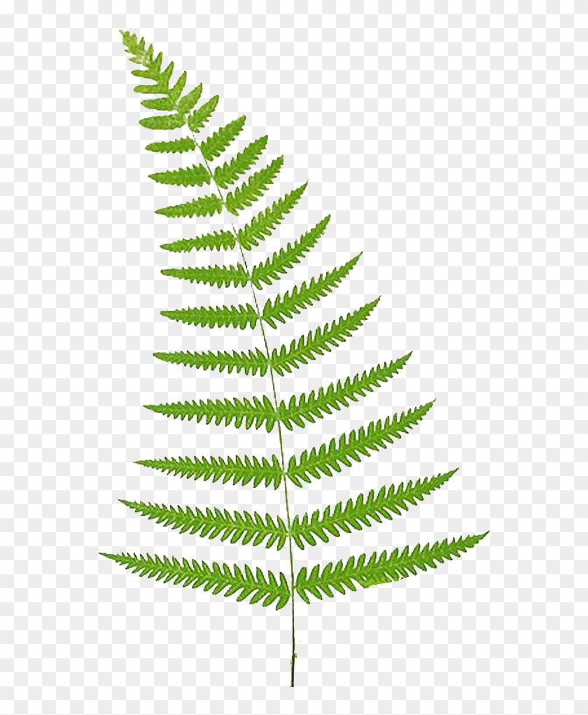 Fern Vector Leaf, Hd Png Download 840x1021 Fern Vector Leaf, Hd Png Download