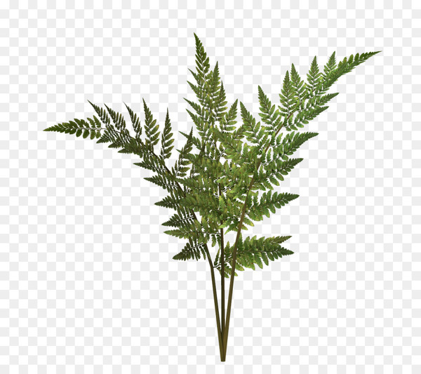 Fern Vector Graphics Plants Image Portable Network Graphics 600x533 Fern Vector Graphics Plants Image Portable Network Graphics