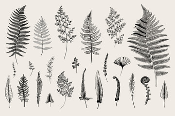 Fern Vector Photos, Royalty Free Images, Graphics, Vectors 361x240 Fern Vector Photos, Royalty Free Images, Graphics, Vectors