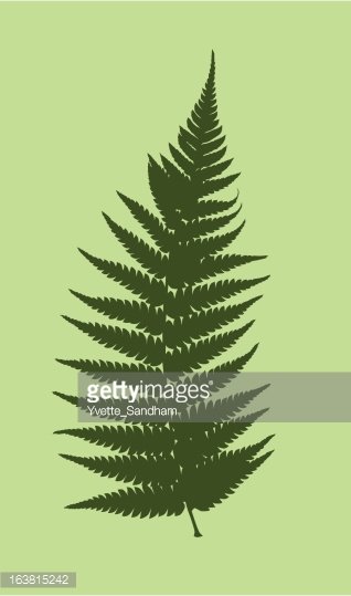 Fern Vector Premium Clipart 318x539 Fern Vector Premium Clipart