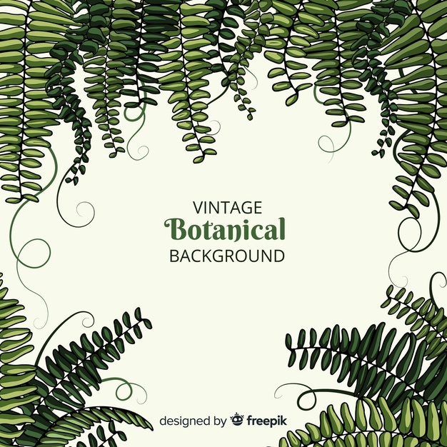 Fern Vectors, Photos And Free Download 626x626 Fern Vectors, Photos And Free Download