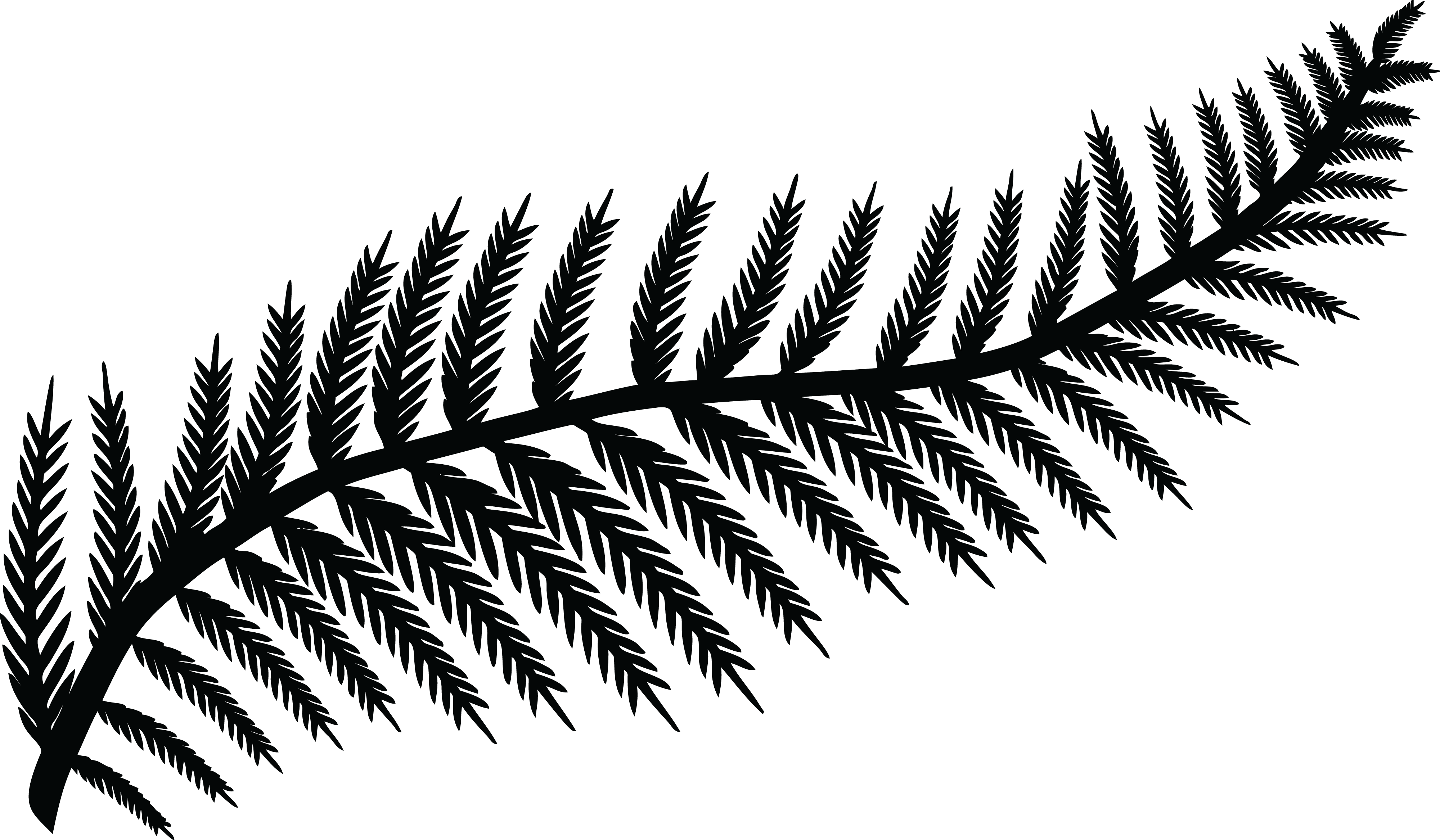 Fern Clipart Silhouette Vector For Free Download And Use Images 4000x2334 Fern Clipart Silhouette Vector For Free Download And Use Images
