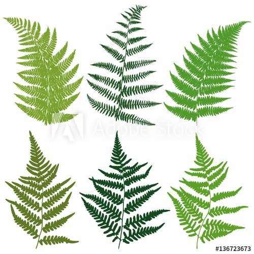 A Set Of Silhouettes Fern Leaves Vector 500x500 A Set Of Silhouettes Fern Leaves Vector