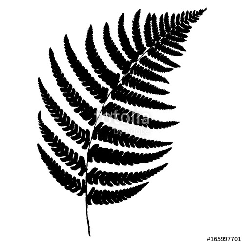Fern Silhouette Stock Image And Royalty Free Vector 500x500 Fern Silhouette Stock Image And Royalty Free Vector