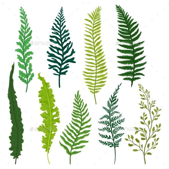 Flat Vector Set Of Different Types Of Fern 590x590 Flat Vector Set Of Different Types Of Fern