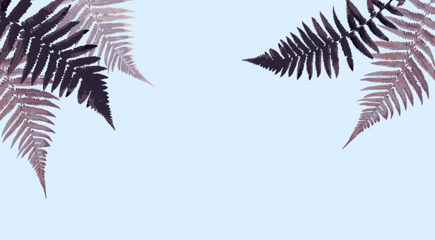 Forest Fern Frond Vectors, Photos And Free Download 626x346 Forest Fern Frond Vectors, Photos And Free Download