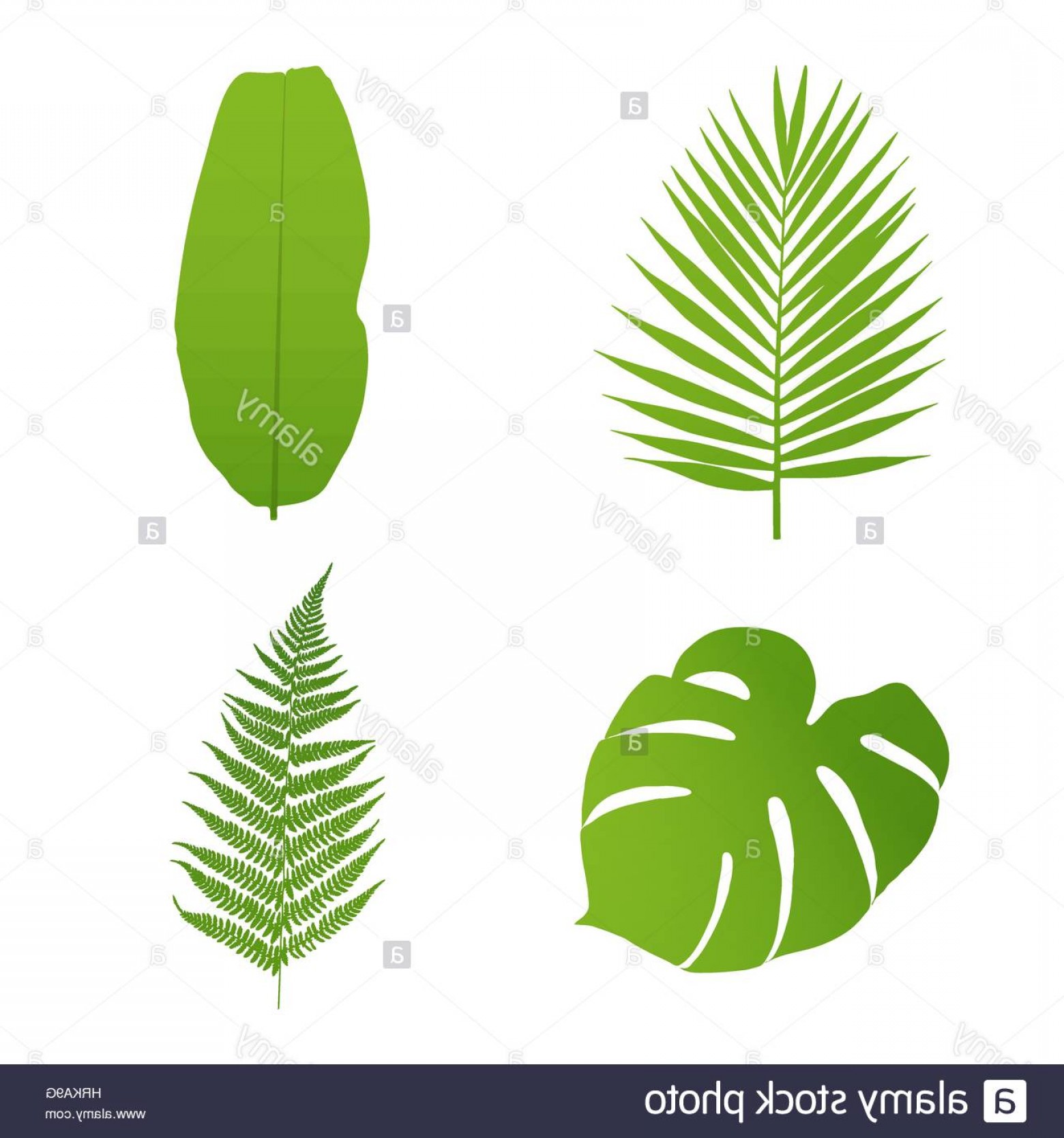 Hawaiian Fern Vectors Savoyuptown 1560x1668 Hawaiian Fern Vectors Savoyuptown