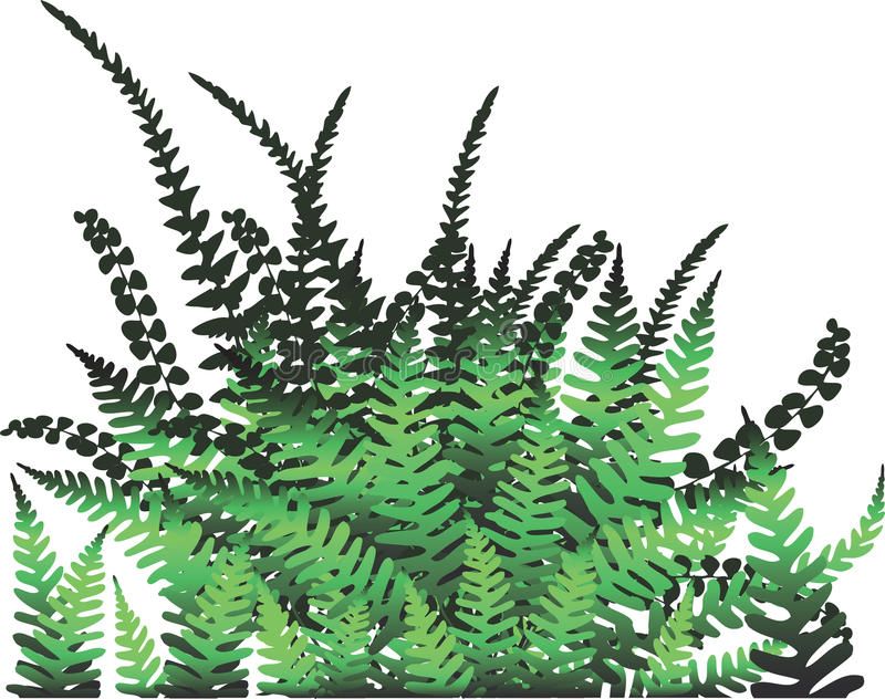 Image Result For Fern Vector Juniper Spring Plant Vector, Fern 800x632 Image Result For Fern Vector Juniper Spring Plant Vector, Fern
