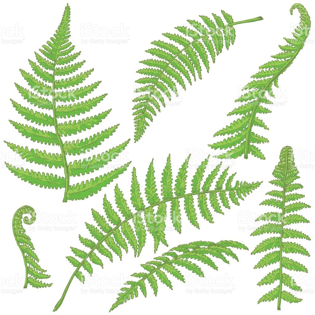 Image Result For Fern Vector Art Art Ideas In Leaves 1024x1024 Image Result For Fern Vector Art Art Ideas In Leaves