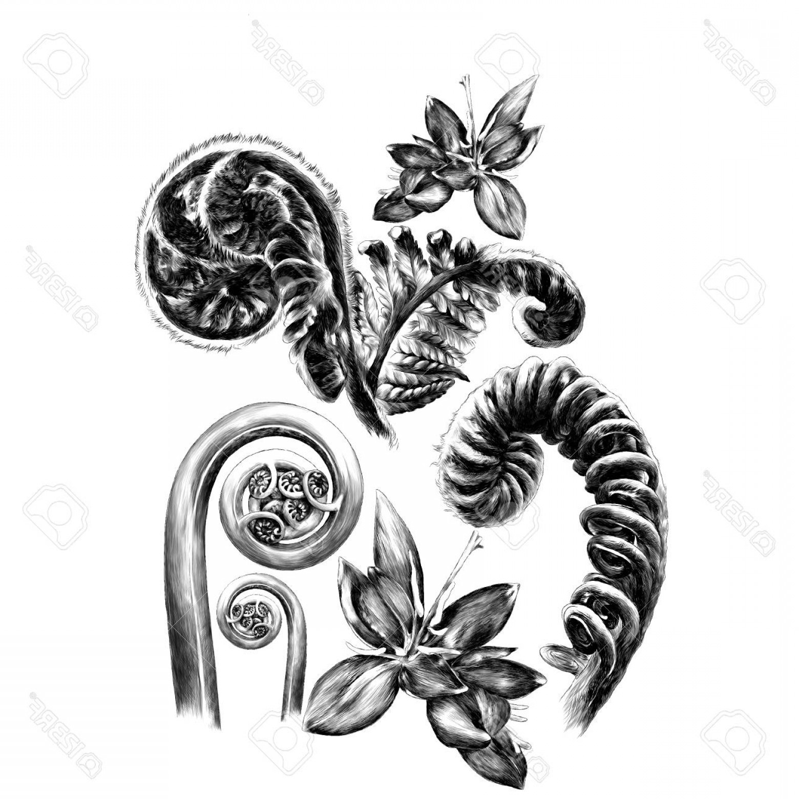 Photostock Vector Fern Flowers Spiral Sprouts Leaf Set Sketch 1560x1560 Photostock Vector Fern Flowers Spiral Sprouts Leaf Set Sketch