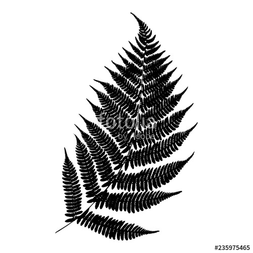 Vector Fern Silhouette Black Isolated Print Of Fern Leaf 500x500 Vector Fern Silhouette Black Isolated Print Of Fern Leaf