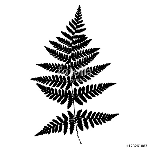 Fern Silhouette Vector Stock Image And Royalty Free Vector 500x500 Fern Silhouette Vector Stock Image And Royalty Free Vector