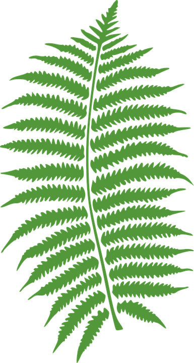Fern Leaves Png Vector, Clipart 385x720 Fern Leaves Png Vector, Clipart