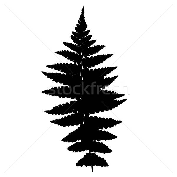 Fern Stock Vectors, Illustrations And Cliparts 600x600 Fern Stock Vectors, Illustrations And Cliparts
