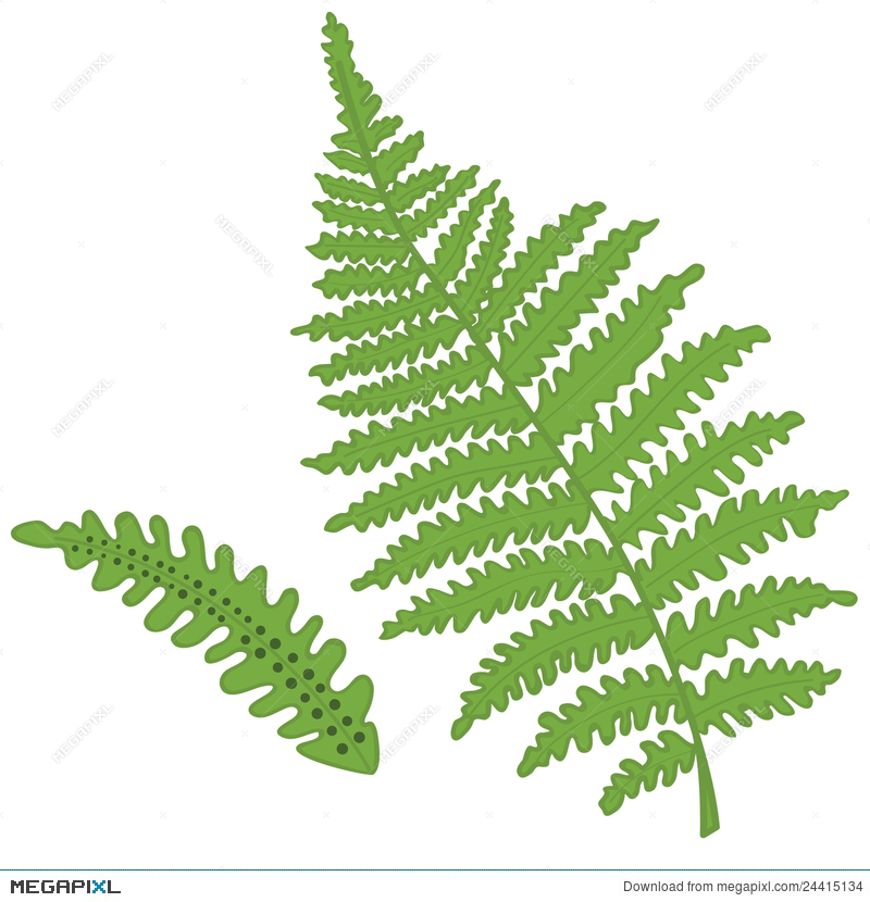 Fern Vector Illustration 800x830 Fern Vector Illustration