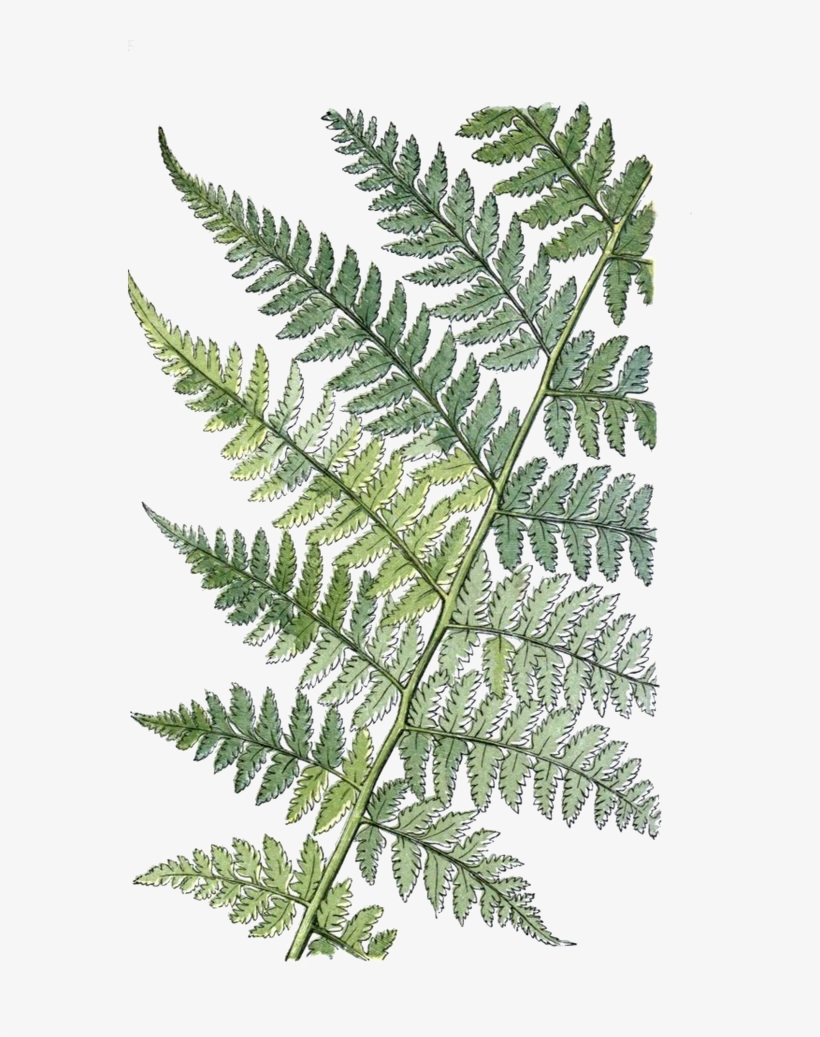 Fern Vector Daun 820x1037 Fern Vector Daun