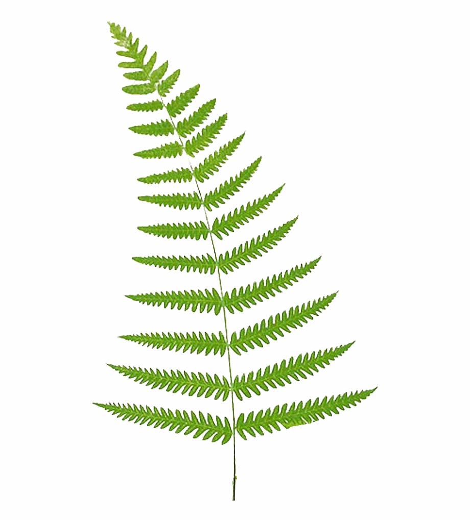 Fern Vector Leaf 920x1021 Fern Vector Leaf