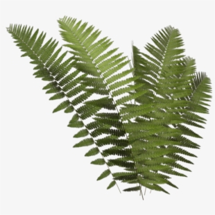 Fern Vector White Background 310x310 Fern Vector White Background
