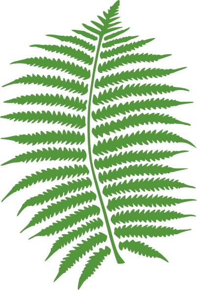 Fern Clip Art Free Vector In Open Office Drawing 402x593 Fern Clip Art Free Vector In Open Office Drawing
