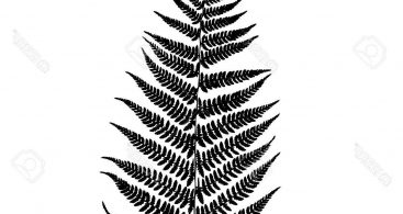 Fern Clipart Silhouette Vector For Free Download And Use Images 367x195 Fern Clipart Silhouette Vector For Free Download And Use Images