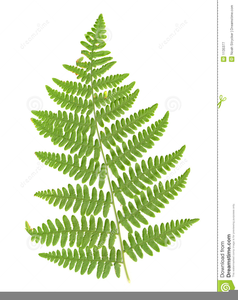 Fern Clipart Silhouette Vector For Free Download And Use Images 238x300 Fern Clipart Silhouette Vector For Free Download And Use Images