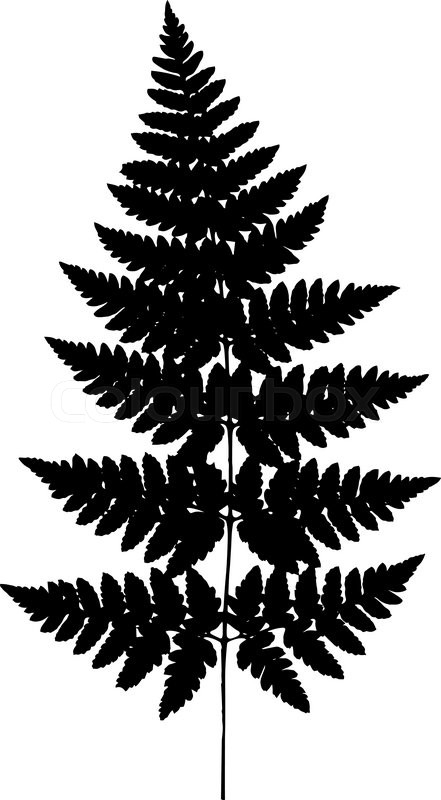 Fern Frond Black Silhouette Vector Stock Vector Colourbox 441x800 Fern Frond Black Silhouette Vector Stock Vector Colourbox