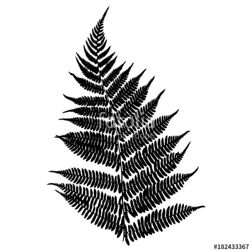 Fern Black Isolated Silhouette On White Background Vector 500x500 Fern Black Isolated Silhouette On White Background Vector