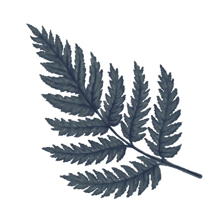 Green Forest Fern Vector Illustration Royalty Free Vector Graphics 450x450 Green Forest Fern Vector Illustration Royalty Free Vector Graphics