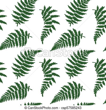 Huge Collection Of 'fern Leaf Drawing' Download More Than 450x470 Huge Collection Of 'fern Leaf Drawing' Download More Than