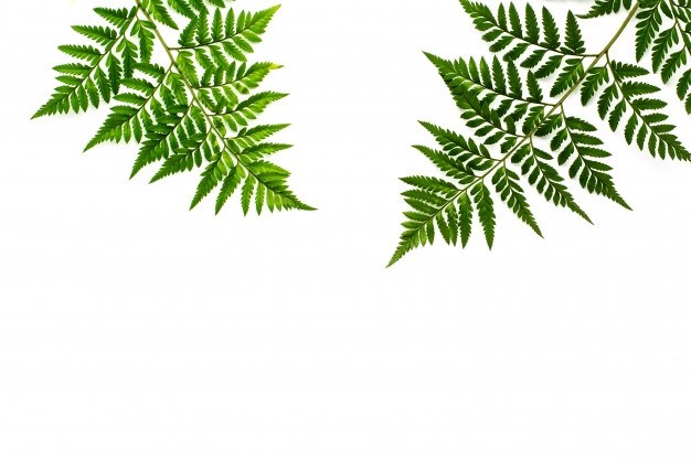 Vector Image Fern Leaf 626x417 Vector Image Fern Leaf