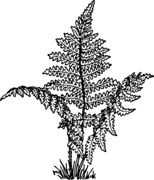 Vector Fern For Free Download 314x368 Vector Fern For Free Download