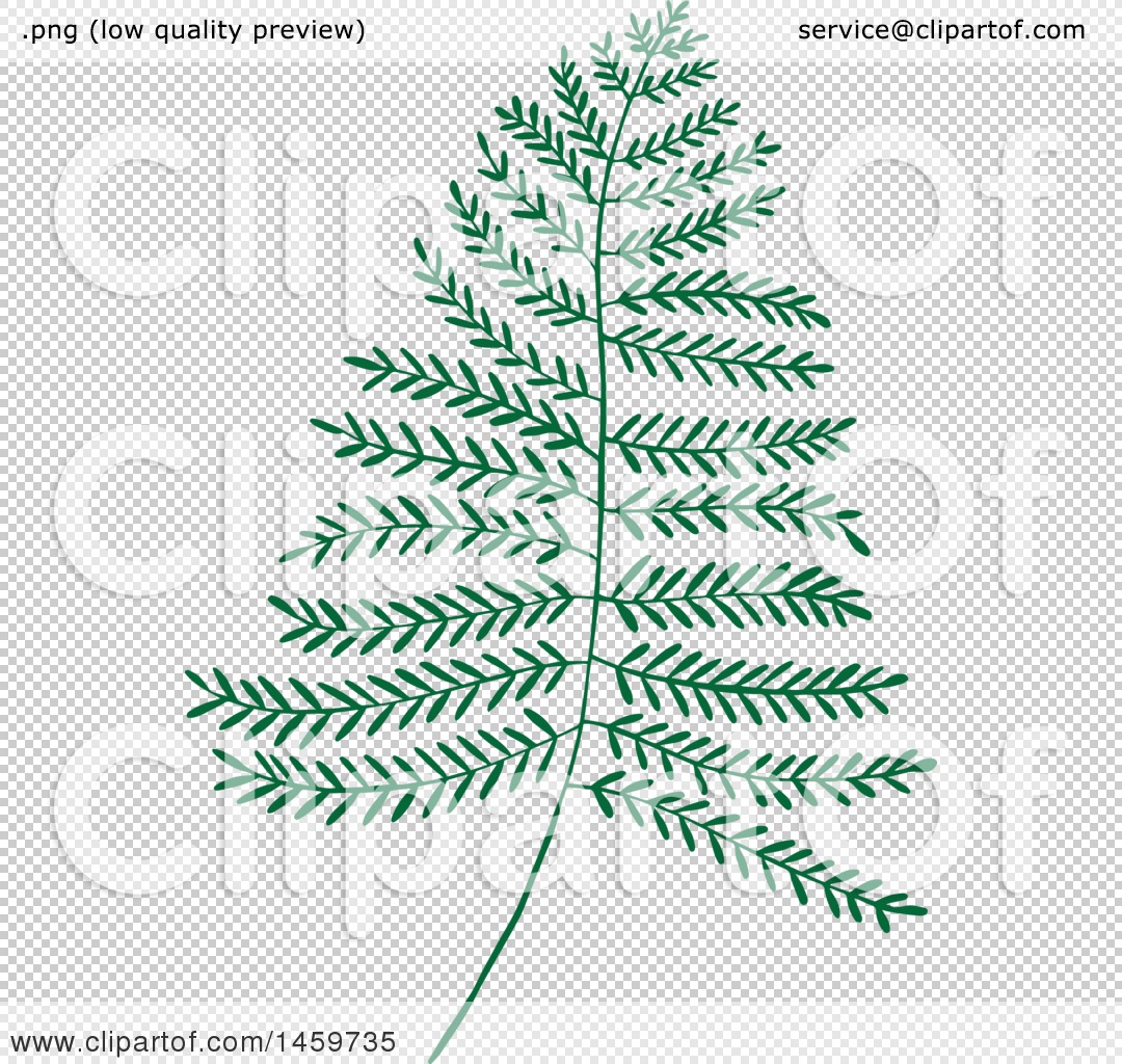 Clipart Of A Fern Leaf 1080x1024 Clipart Of A Fern Leaf