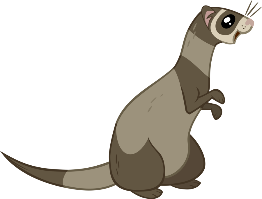 900x686 Ferret Vector