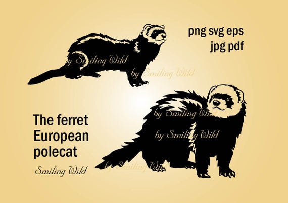 570x403 Ferret Clipart Vector Graphic Art European Polecat Etsy