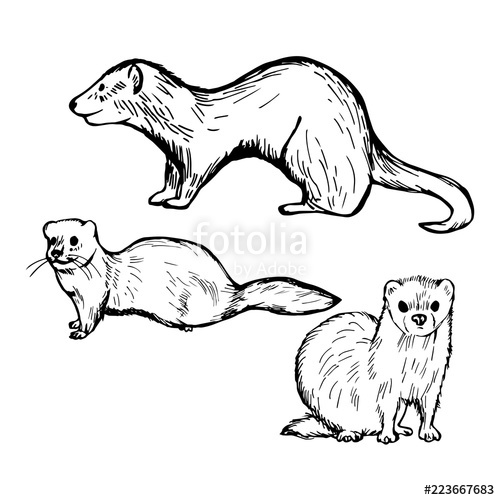 500x500 Hand Drawn Ferret On White Background Vector Sketch Illustration