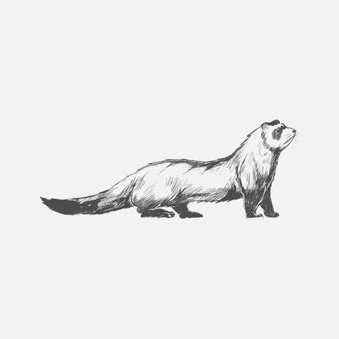 490x490 Illustration Drawing Style Of Ferret