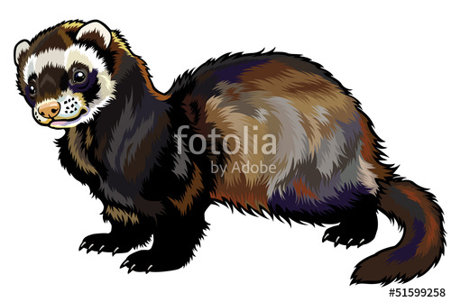 500x335 Ferret Stock Image And Royalty Free Vector