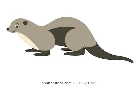 455x280 How To Draw A Cartoon Ferret