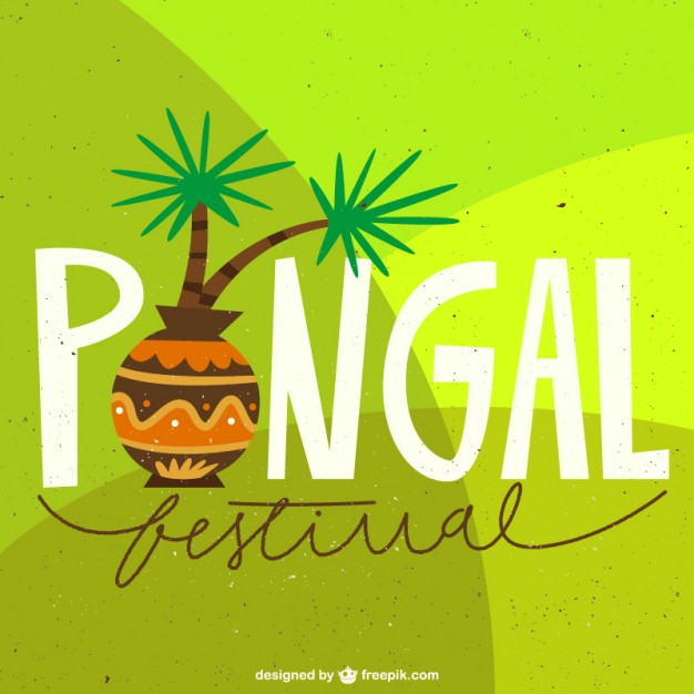 626x626 Pongal Festival Background Free Vectors Ui Download