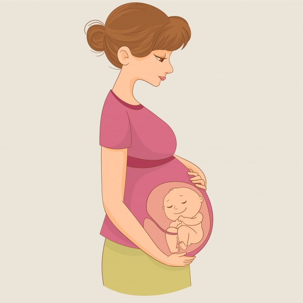 626x626 Fetus Vectors, Photos And Free Download