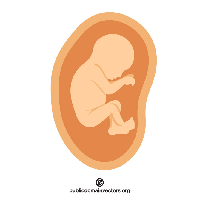 Fetus Vector At Collection Of Fetus Vector Free For Personal Use 