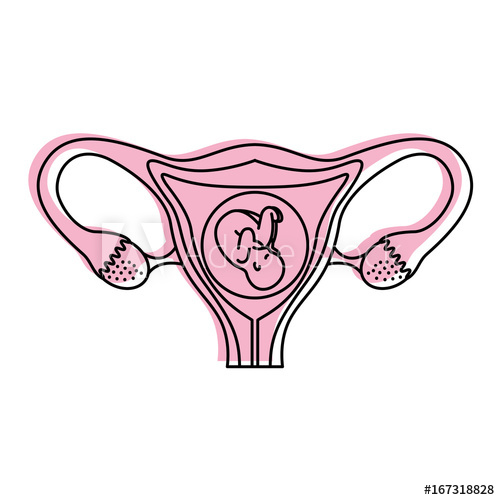 500x500 Female Reproductive Organ With Fetus Vector Illustration Design