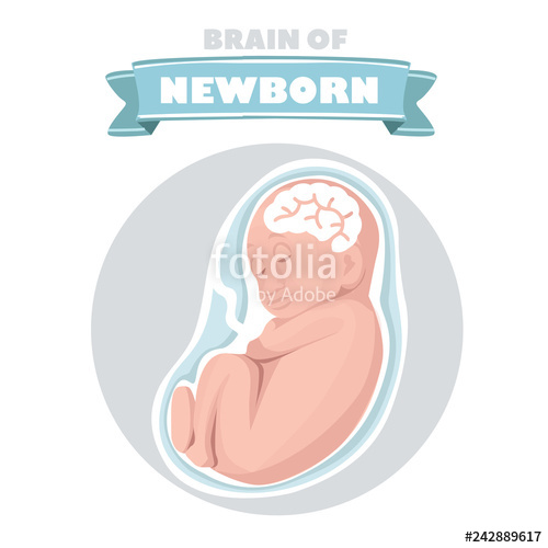500x500 Fetus Vector Illustration, Prenatal Human Child With Placenta
